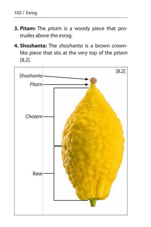 Halachic Handbook: The Laws of the Succah and Four Species Pocket Size Paperback